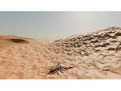 Scorpion in the desert