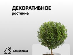 Дизайн Инфографики