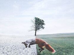 fox