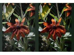 Autumn Bloom