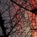 Roma_47