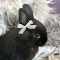 Pollyxx