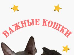 Плакат с кошками
