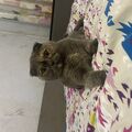 kitteqws