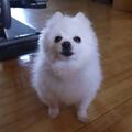 gabe-dog