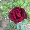 tatka_lav