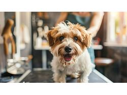 Natella_grooming