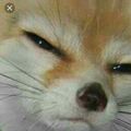 Mr-Fox
