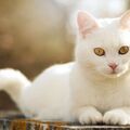 Ruslana001