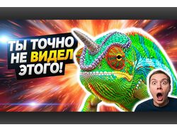 Превью для видео по тематике "животные"