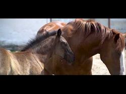 Кіровоградський район