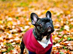 Красивые качественные фото