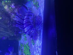 Инфографика или карточки для маркетплейсов 