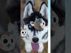 Husky_Facts_Reels