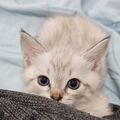 Vitaliy_pletnev