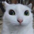 Qaqaw
