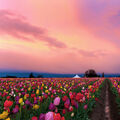 dasha_5