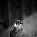 niki6212