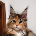 Chimnaz_Mamedova