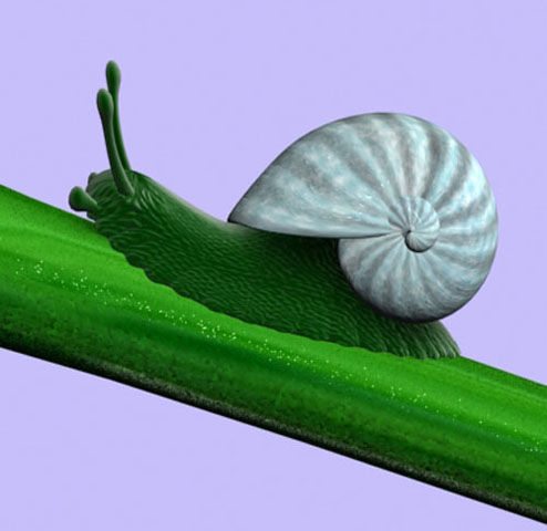 Улитка.jpg