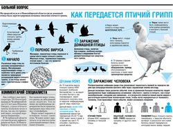Инфографика: птичий грипп