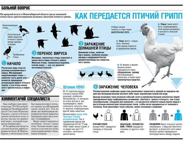Инфографика: птичий грипп.gif