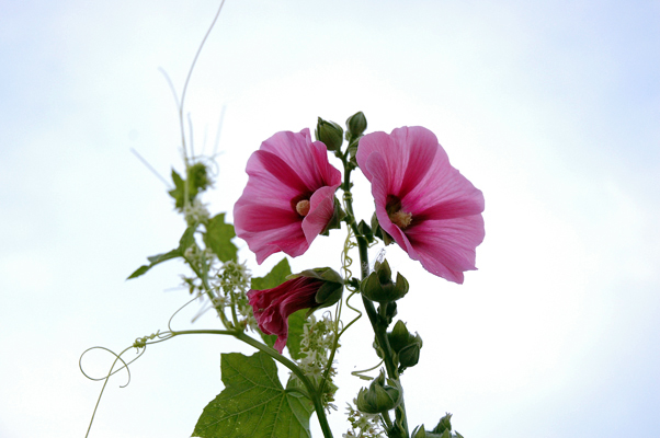 Flowers.jpg