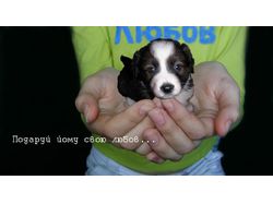 Плакат №3 из серии соц. плакатов в защиту животных