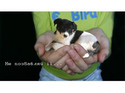 Плакат №2 из серии соц. плакатов в защиту животных