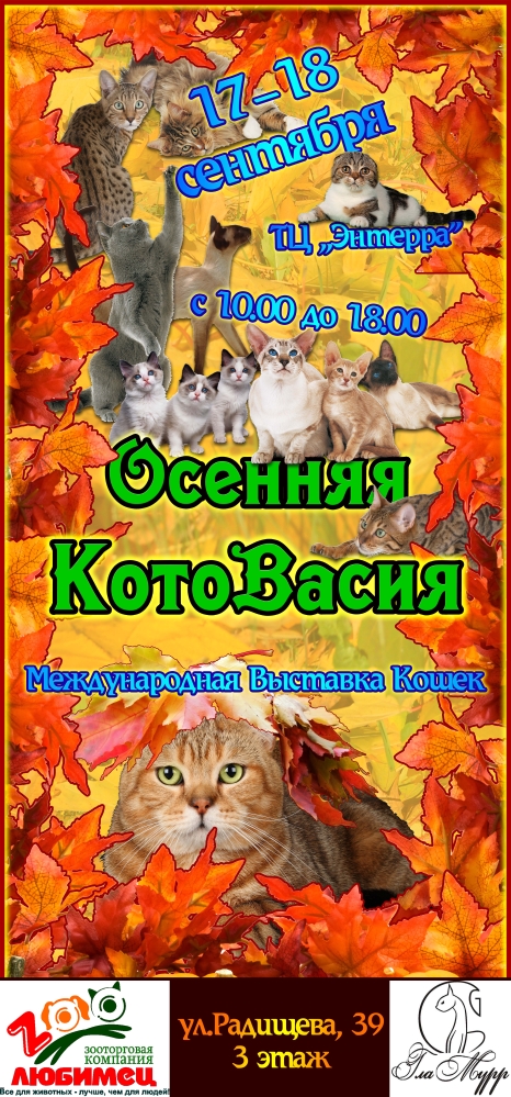 Пилос Осенняя котовасия (Выставка кошек).jpg