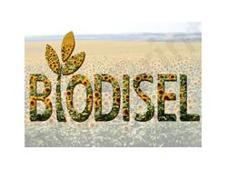 Biodisel
