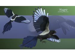 Magpie(Сорока)