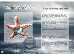 Журнальный разворот Starfish