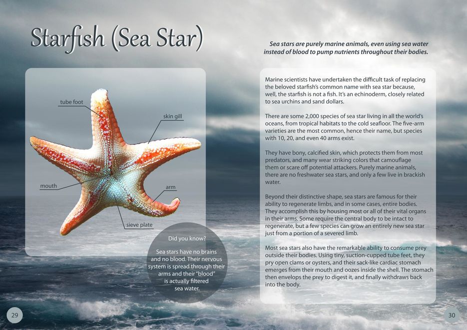 Журнальный разворот Starfish.jpg