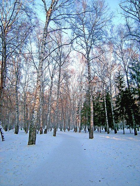 По тропинкам Березовой рощи-9.jpg