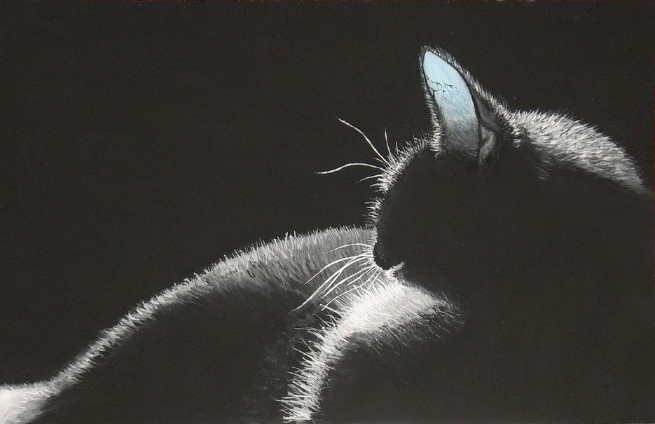 Кошка.jpg